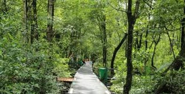 Hutan Mangrove Apar